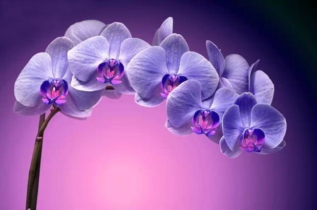 Орхидея фиолетовая купить. Фаленопсис фиолетовый купить.